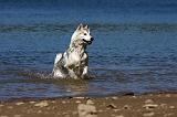 SIBERIAN HUSKY 572